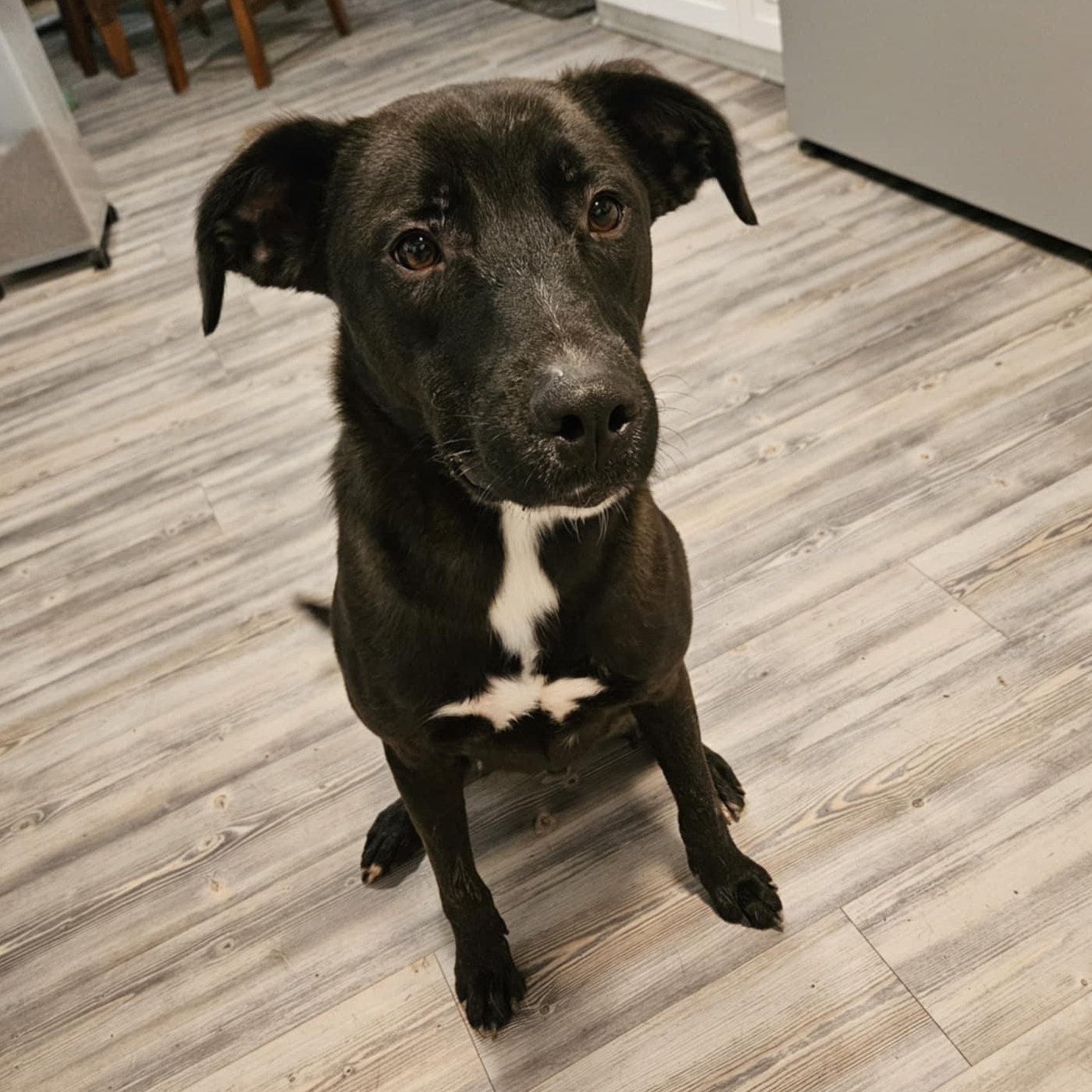 Ash, a Adoptable mixed breed in Camp Hill, PA image 3/5