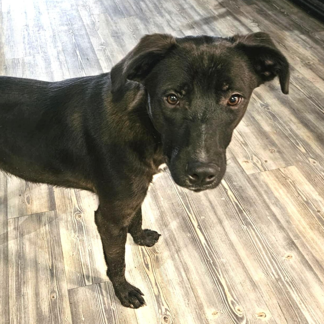 Ash, a Adoptable mixed breed in Camp Hill, PA image 4/5