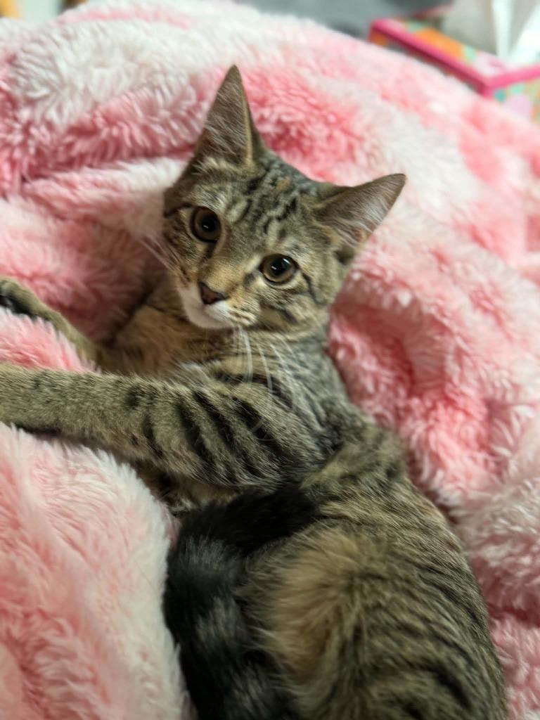 Athena, Adoptable, Kitten Female Domestic Short Hair.