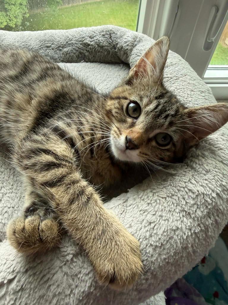 Enlarge Athena, a Adoptable mixed breed in Urbandale, IA image 2/2