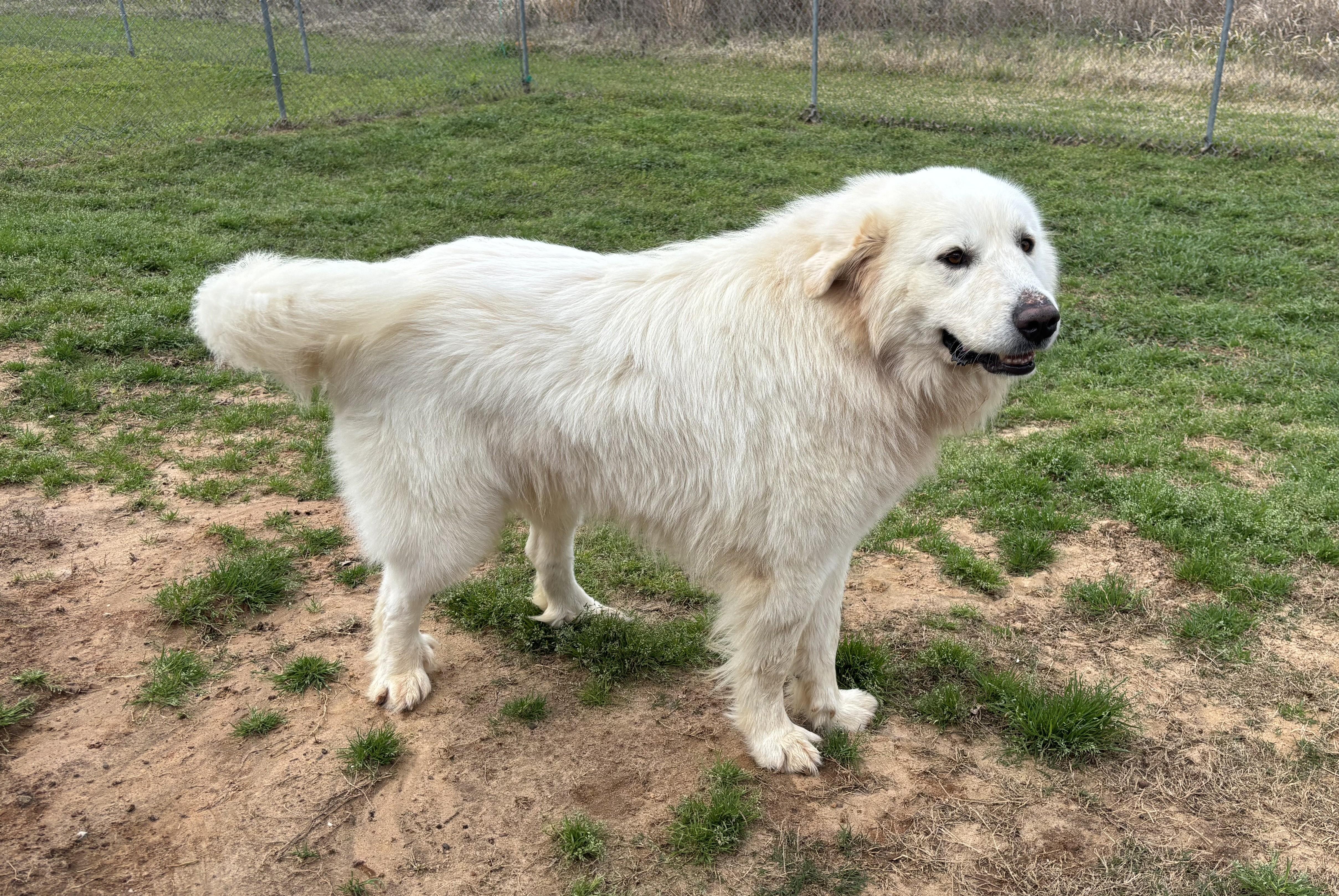 Mango, a Adopted Great Pyrenees in Point Clear, AL image 4/4