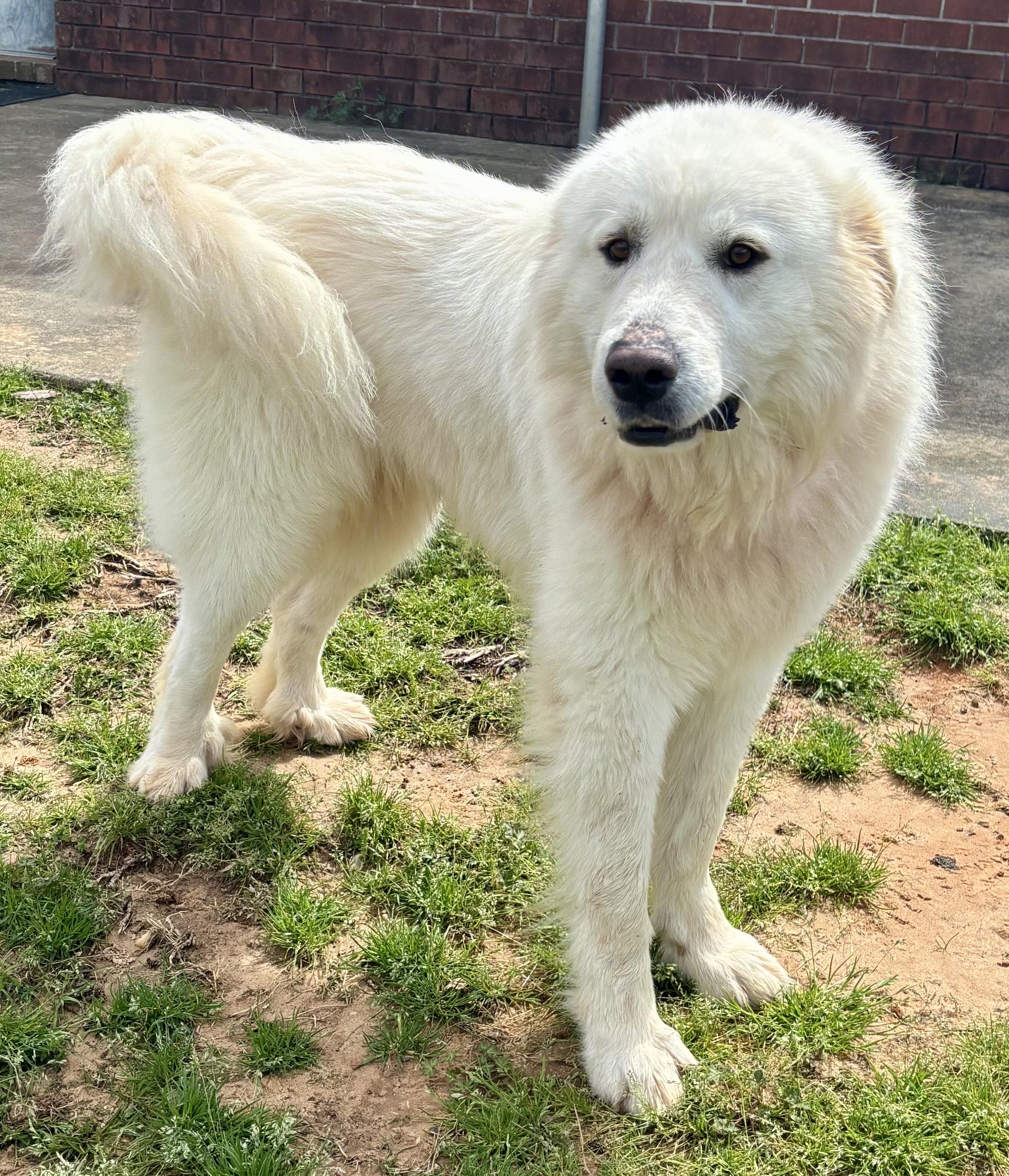Mango, a Adopted Great Pyrenees in Point Clear, AL image 1/4