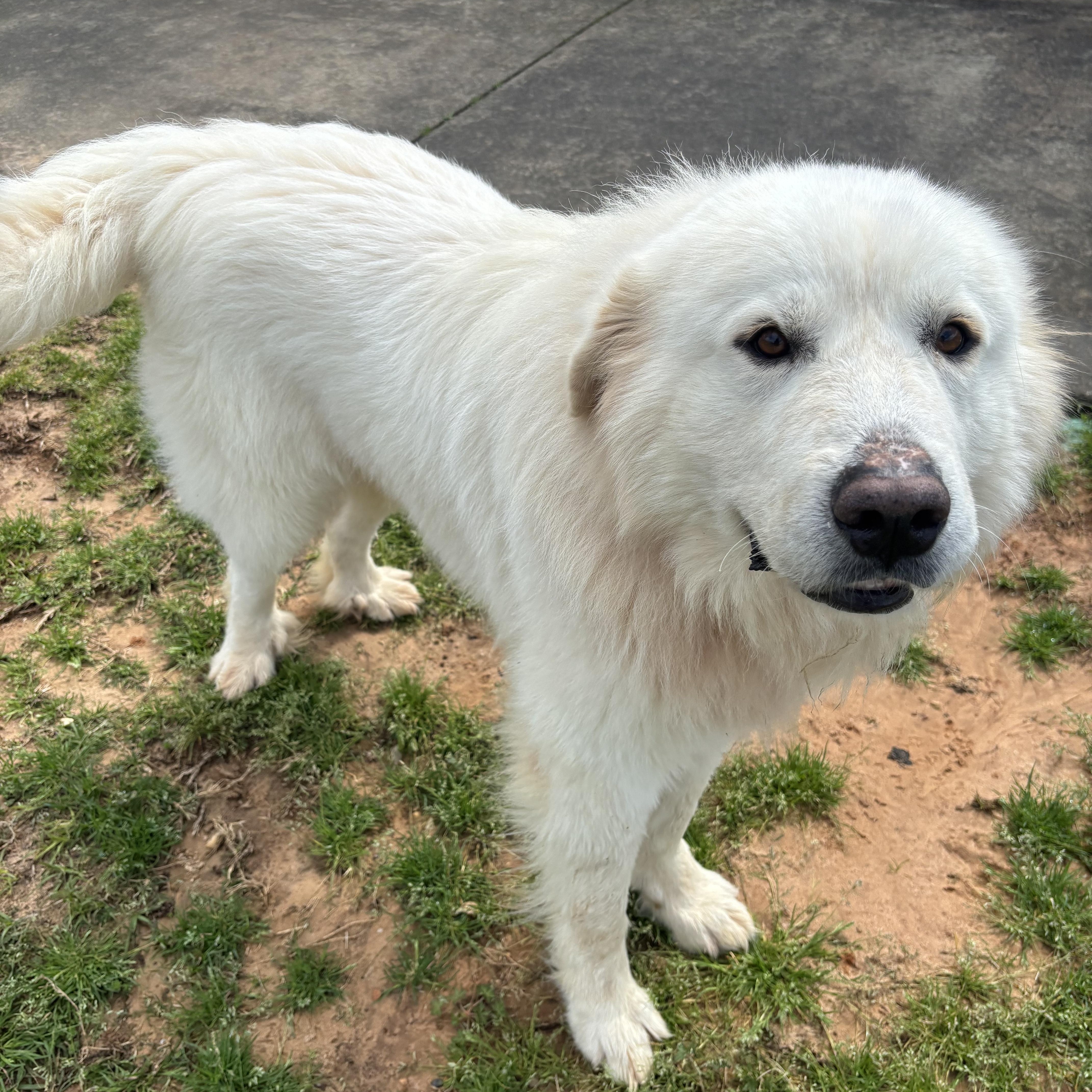 Mango, a Adopted Great Pyrenees in Point Clear, AL image 2/4