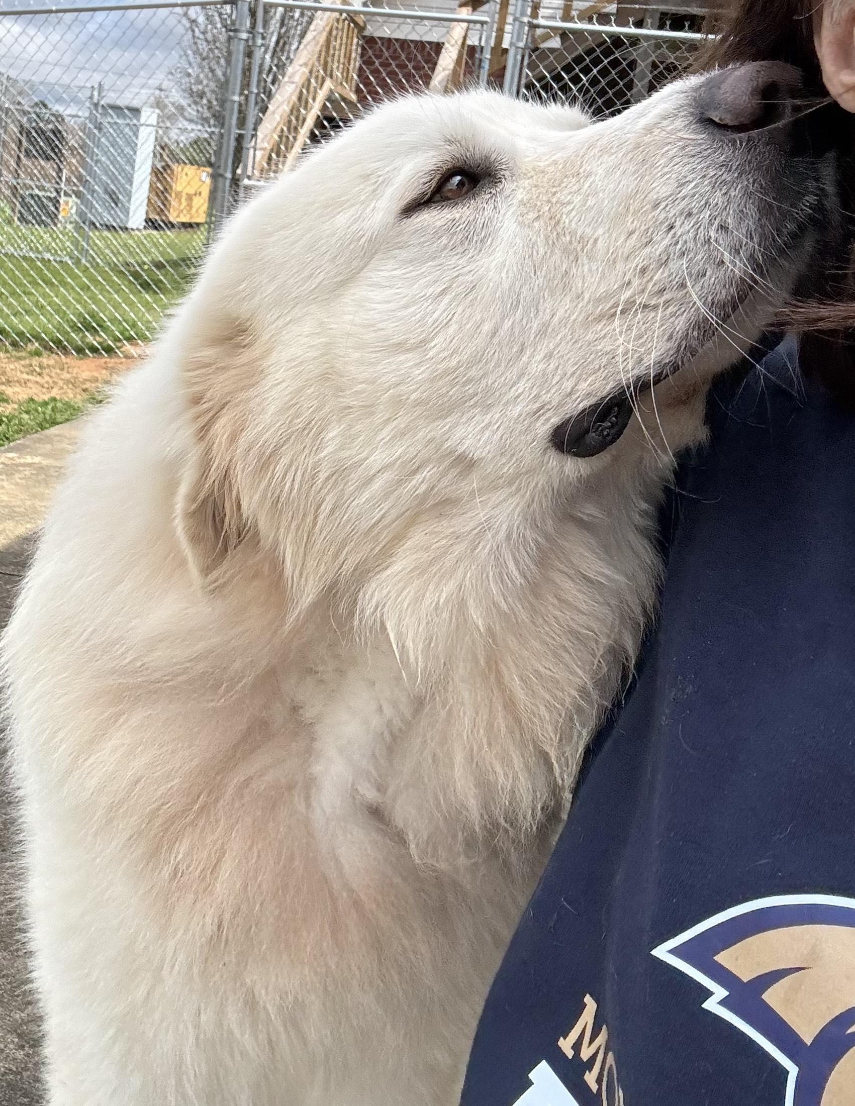 Mango, a Adopted Great Pyrenees in Point Clear, AL image 3/4