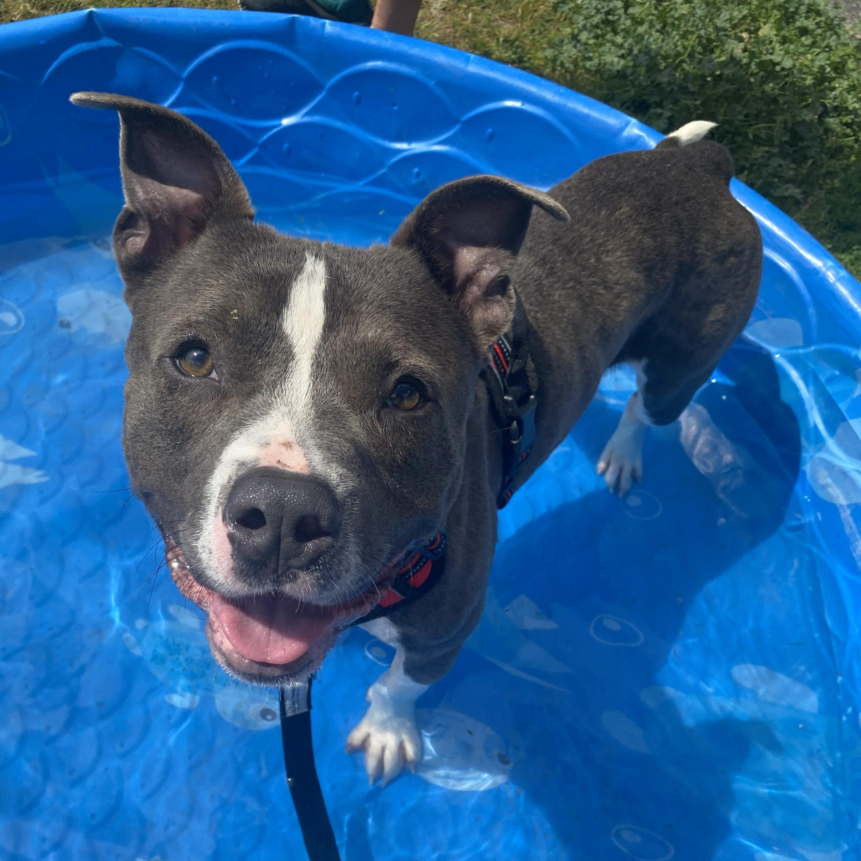 Enlarge BamBam, a Adoptable mixed breed in Allegan, MI image 3/6