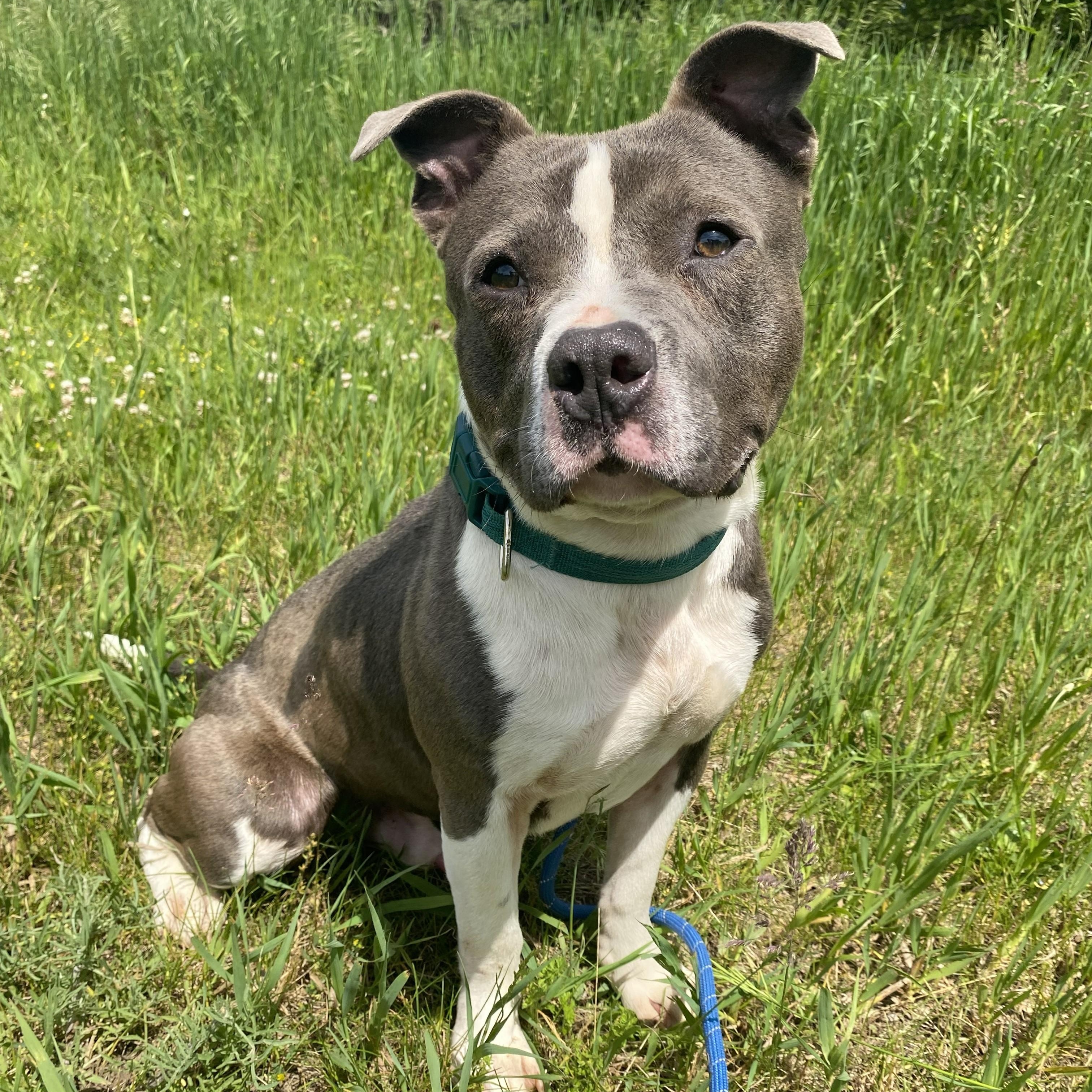 Enlarge BamBam, a Adoptable mixed breed in Allegan, MI image 1/6