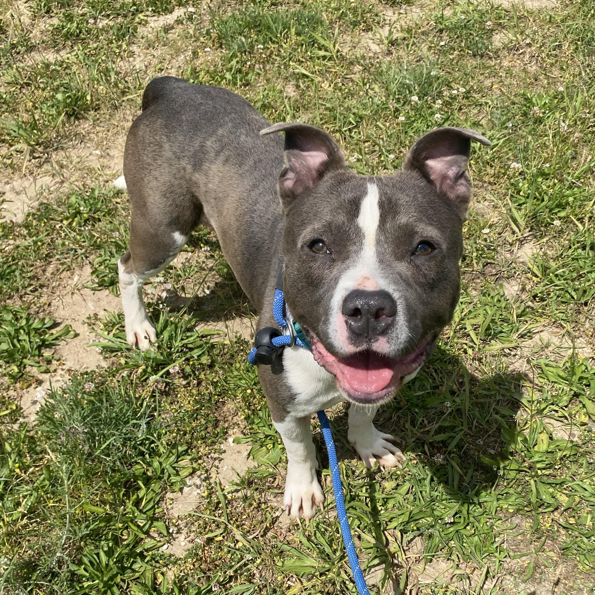 Enlarge BamBam, a Adoptable mixed breed in Allegan, MI image 6/6