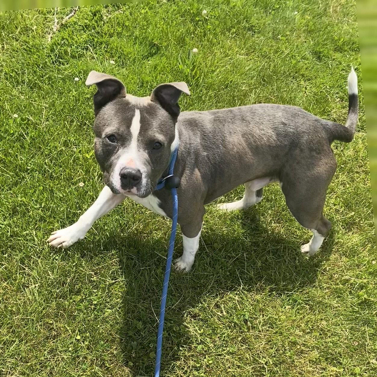 Enlarge BamBam, a Adoptable mixed breed in Allegan, MI image 4/6