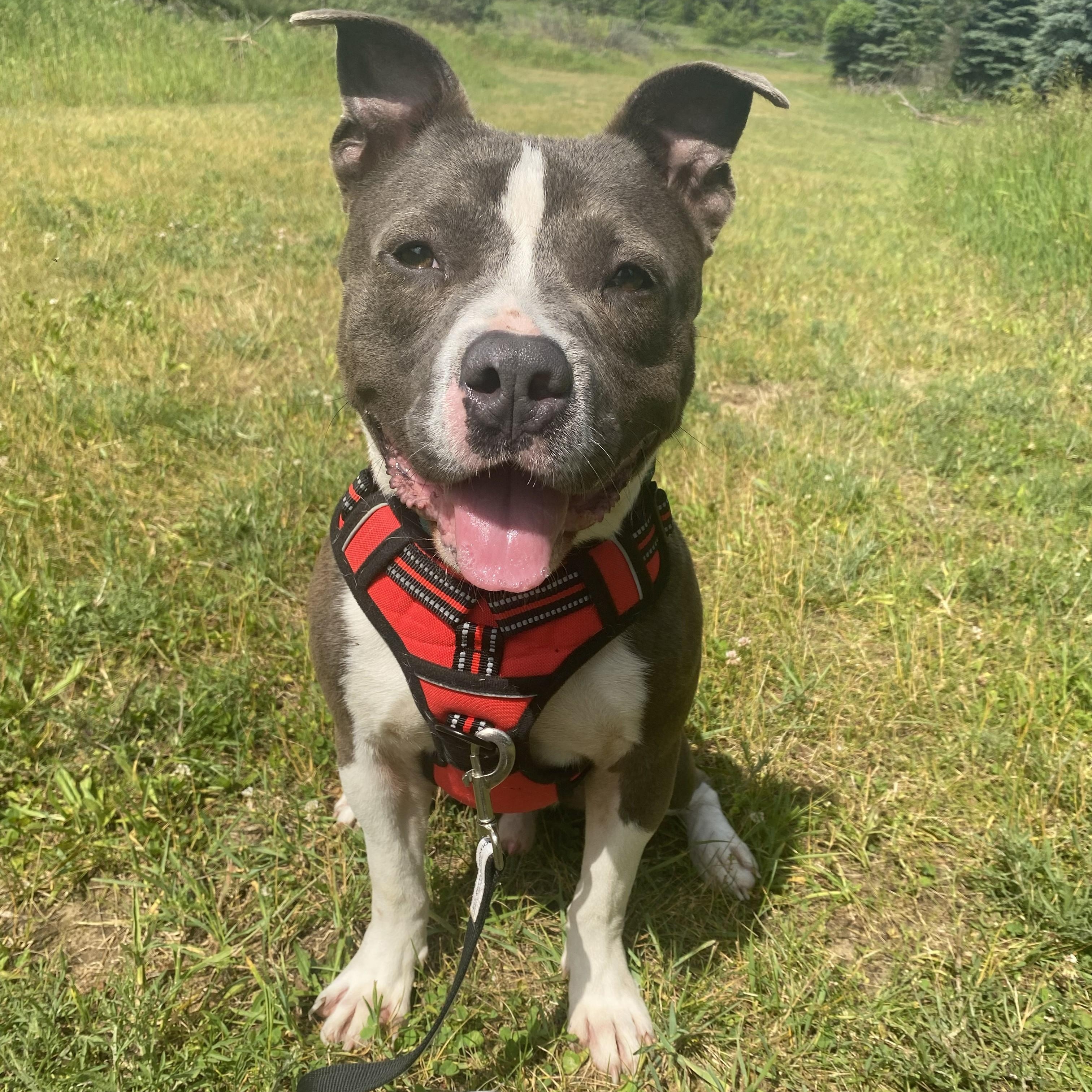 Enlarge BamBam, a Adoptable mixed breed in Allegan, MI image 2/6