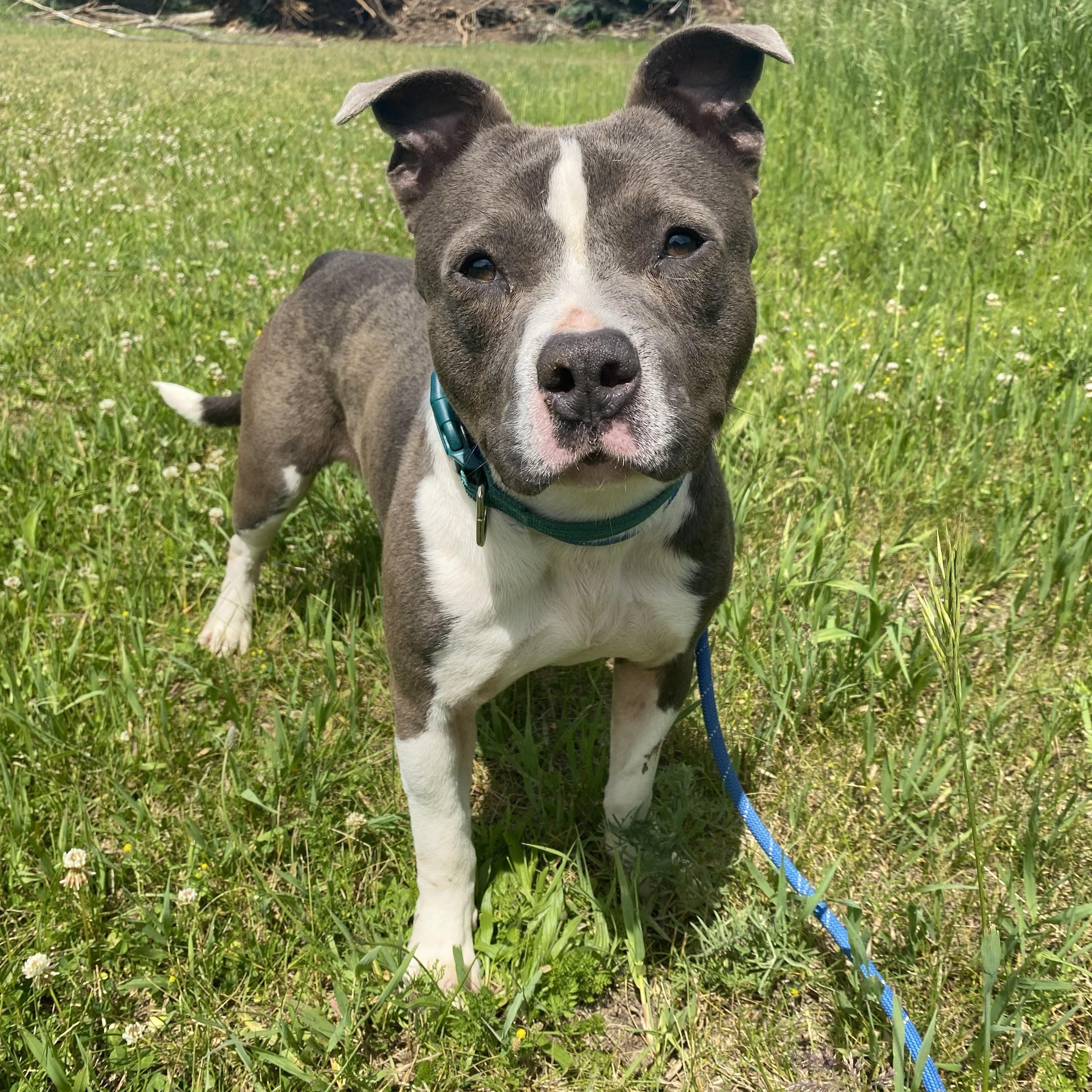 Enlarge BamBam, a Adoptable mixed breed in Allegan, MI image 5/6
