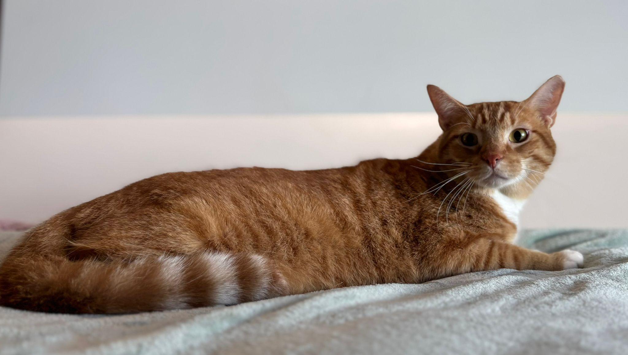 Ronald, a Adoptable American Shorthair in Somerville, MA image 3/5