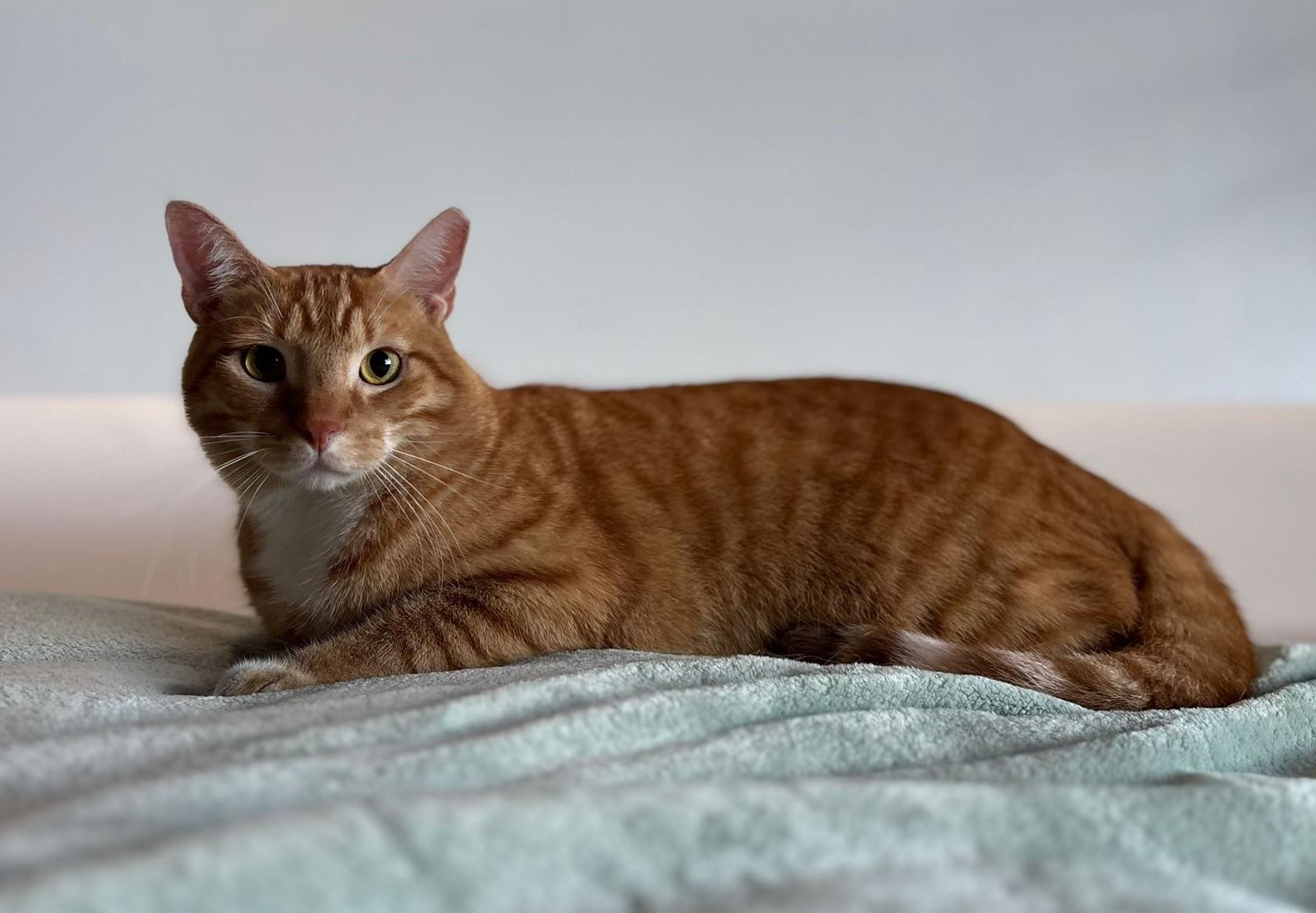 Ronald, a Adoptable American Shorthair in Somerville, MA image 5/5