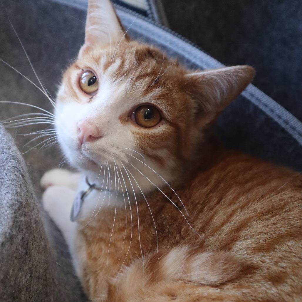 Enlarge Metallica, a Adoptable Domestic Short Hair in Waukesha, WI image 1/4