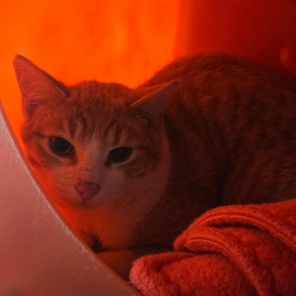 Enlarge Metallica, a Adoptable Domestic Short Hair in Waukesha, WI image 2/4