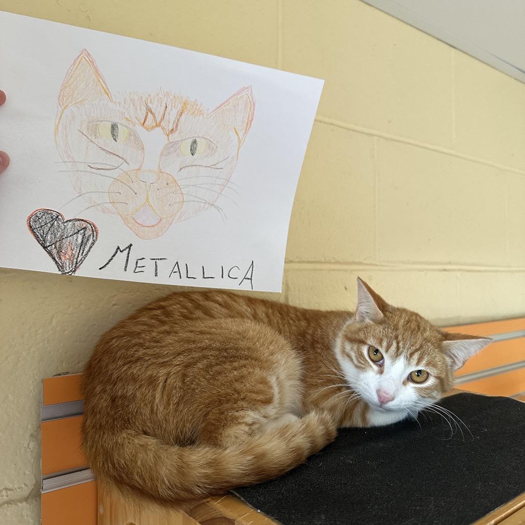 Enlarge Metallica, a Adoptable Domestic Short Hair in Waukesha, WI image 3/4