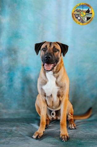 MARTY, Adoptable, Young Male Black Mouth Cur & Mixed Breed.
