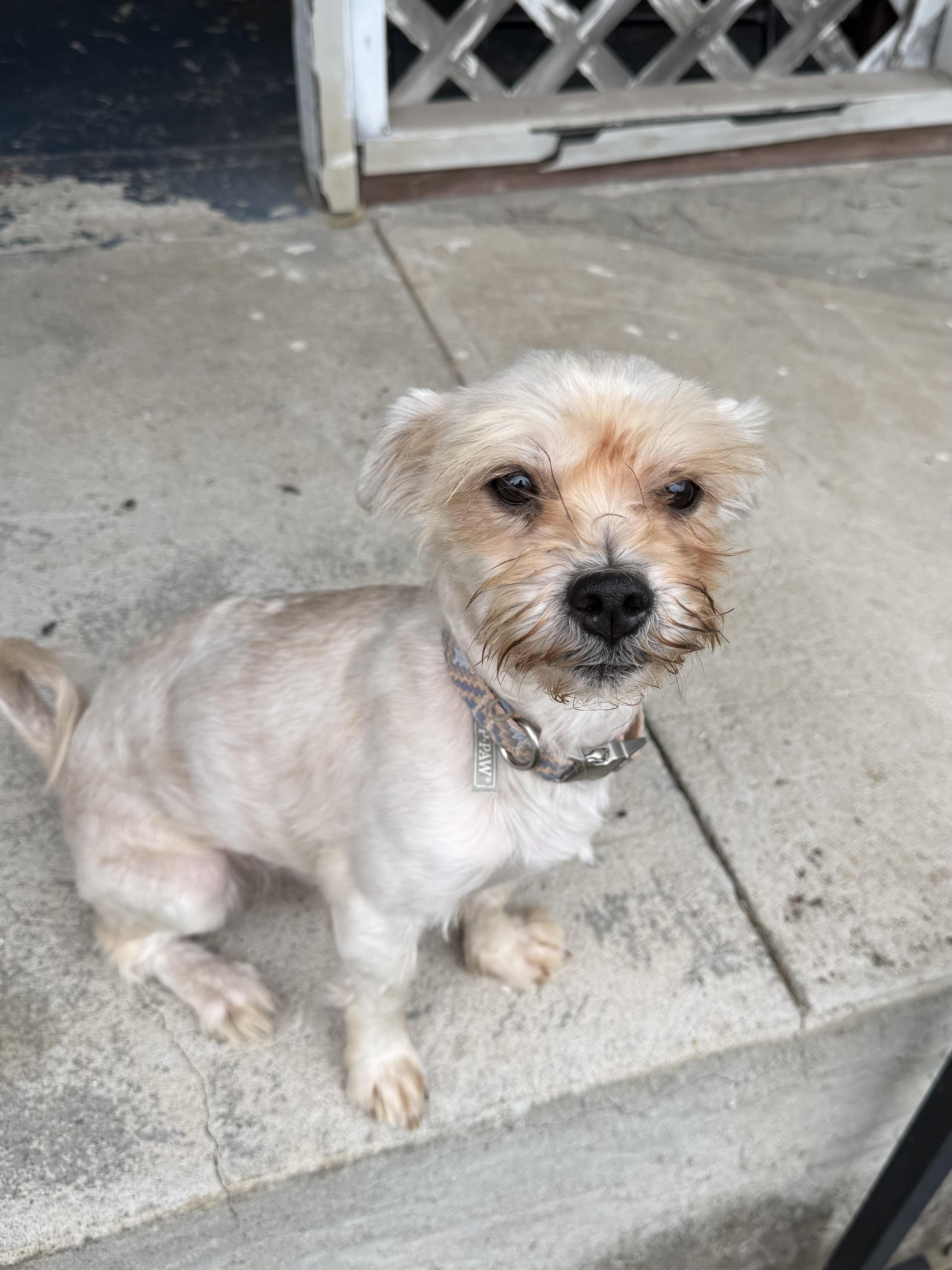 Enlarge Taylor, a Adopted mixed breed in Freeport, NY image 1/2