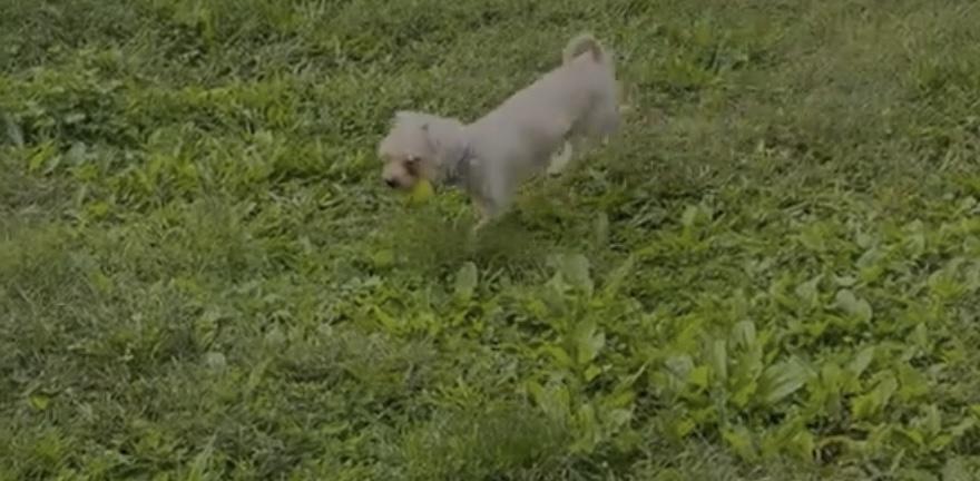Enlarge Taylor, a Adopted mixed breed in Freeport, NY image 2/2
