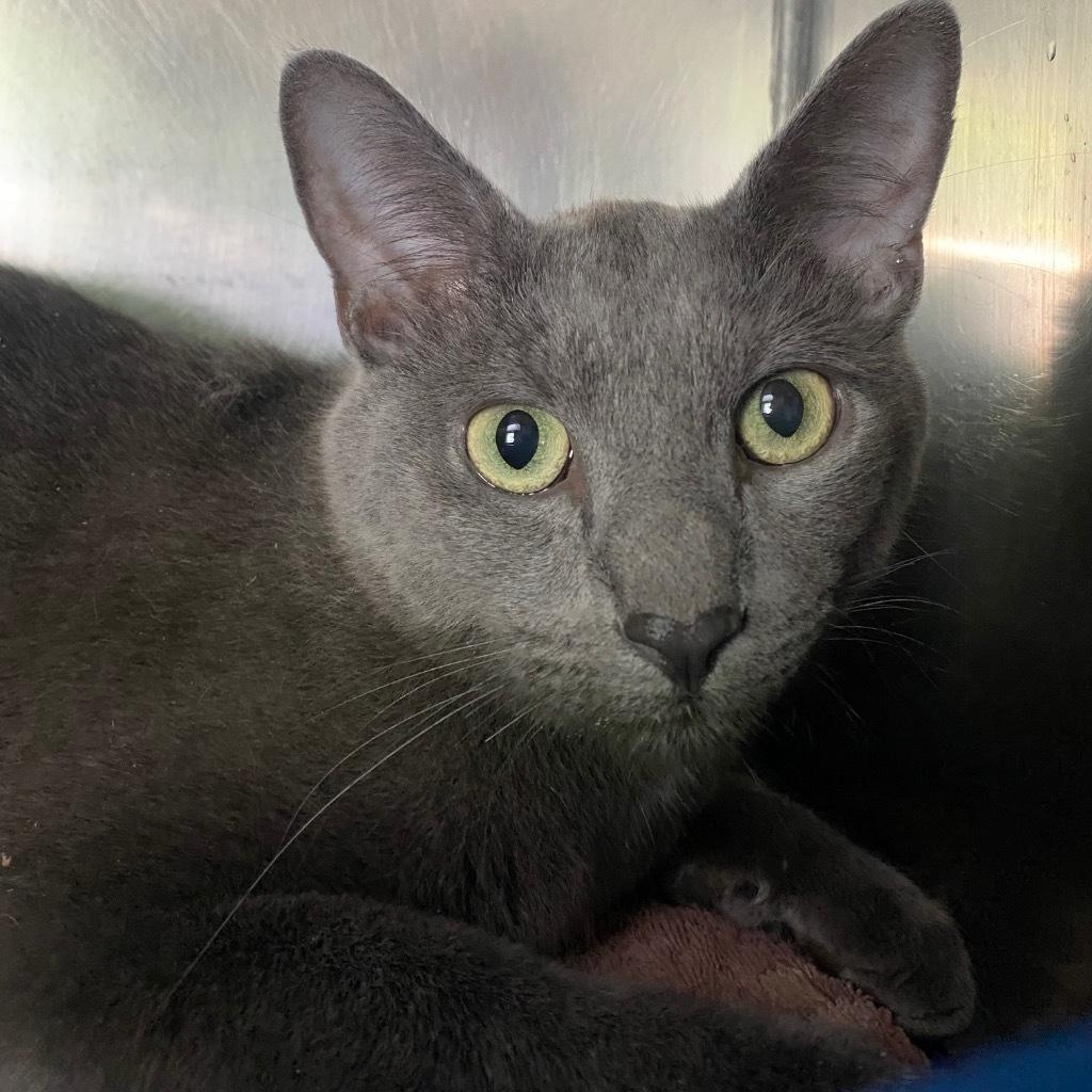 Momo (meet me at Hanover Petsmart. $200 fee. )