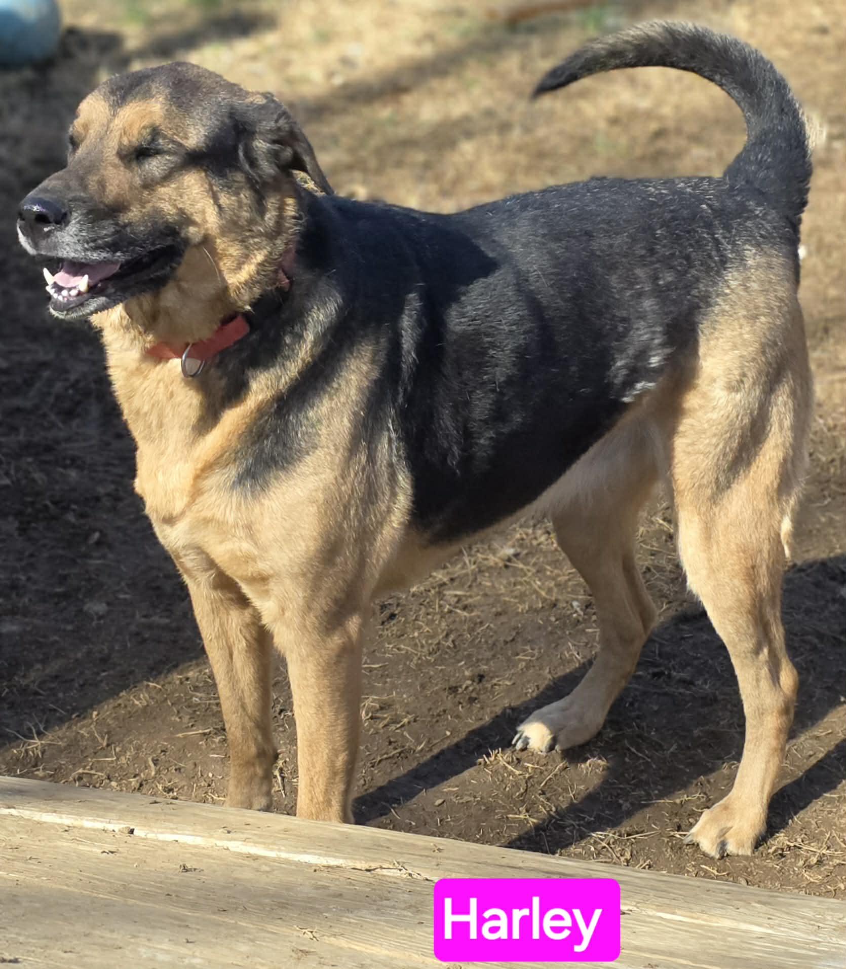 Enlarge Harley (CAT FRIENDLY), an adoptable mixed breed in Sewaren, NJ image 3/6