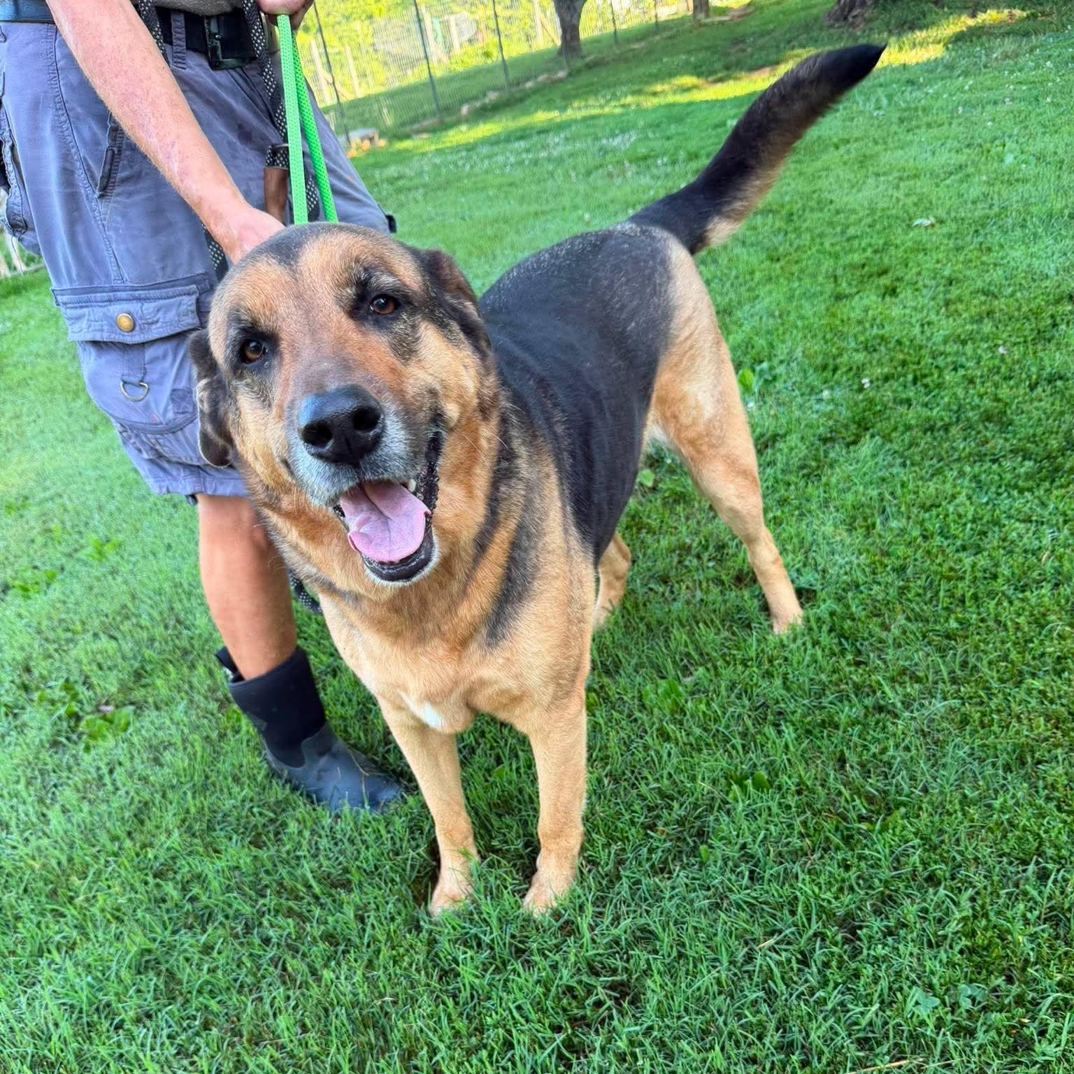 Harley, an adoptable mixed breed in Sewaren, NJ image 1/6