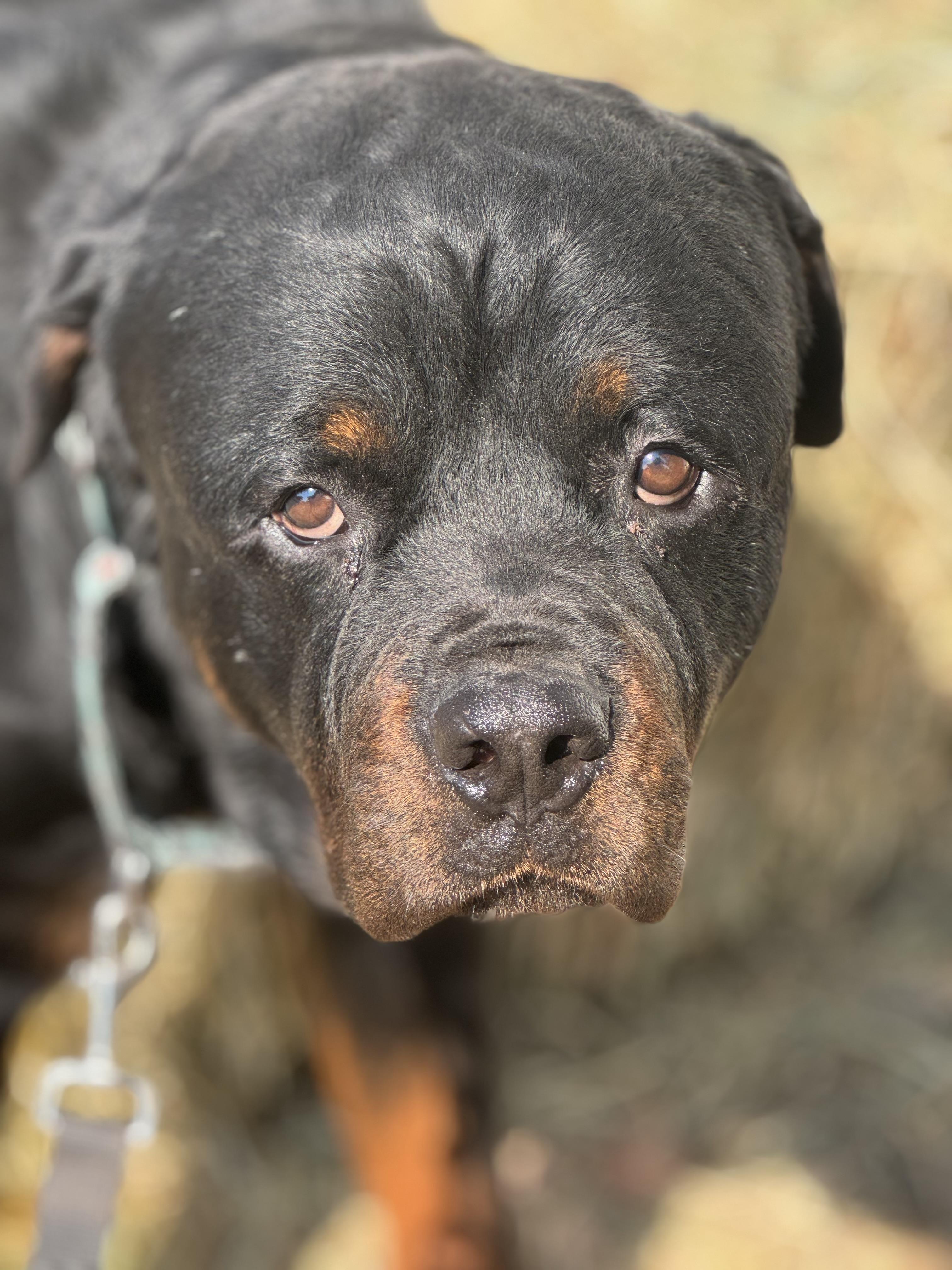 Enlarge Torrin, a Adoptable Rottweiler in Ramona, CA image 1/2