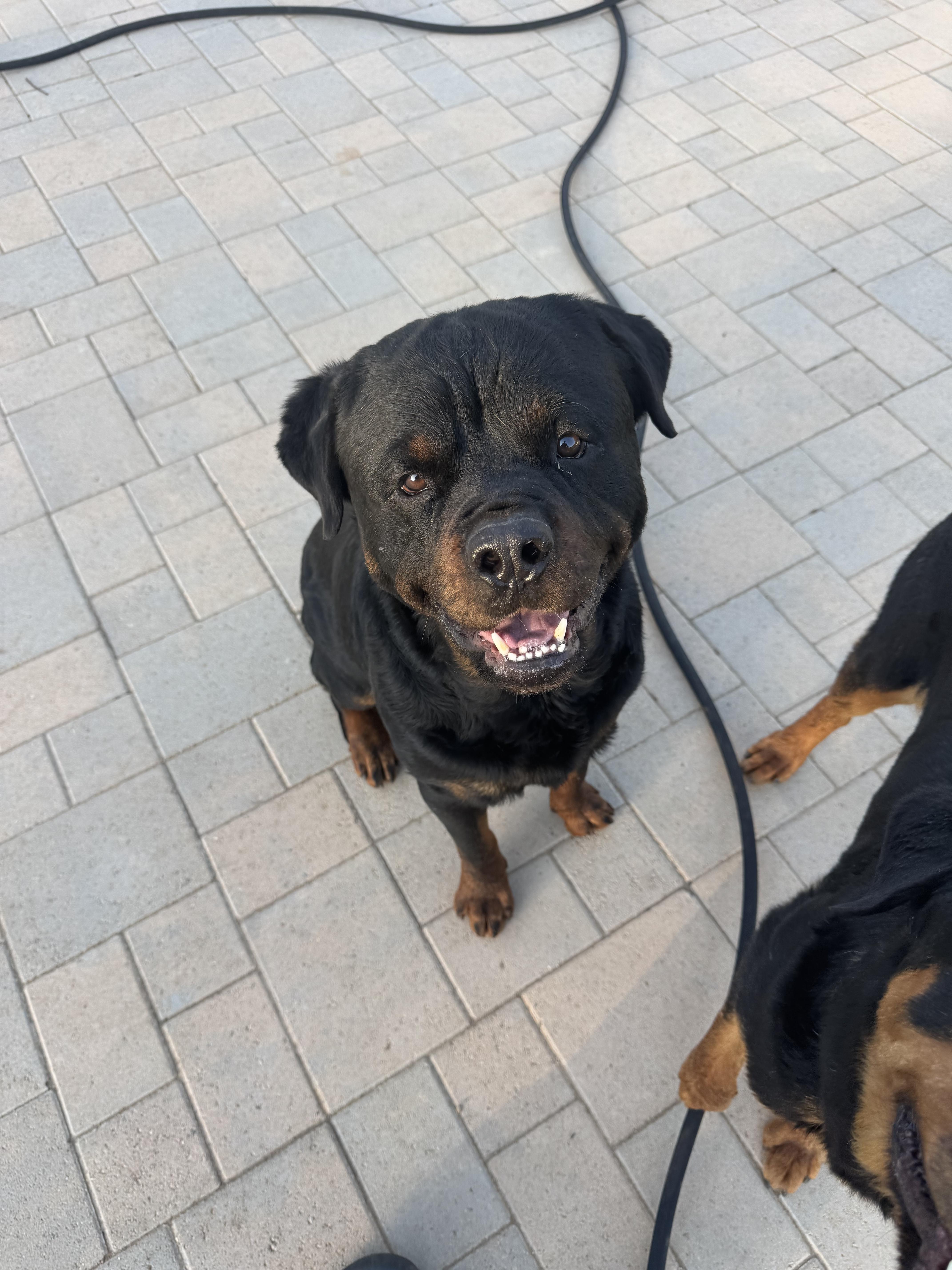Enlarge Torrin, a Adoptable Rottweiler in Ramona, CA image 2/2