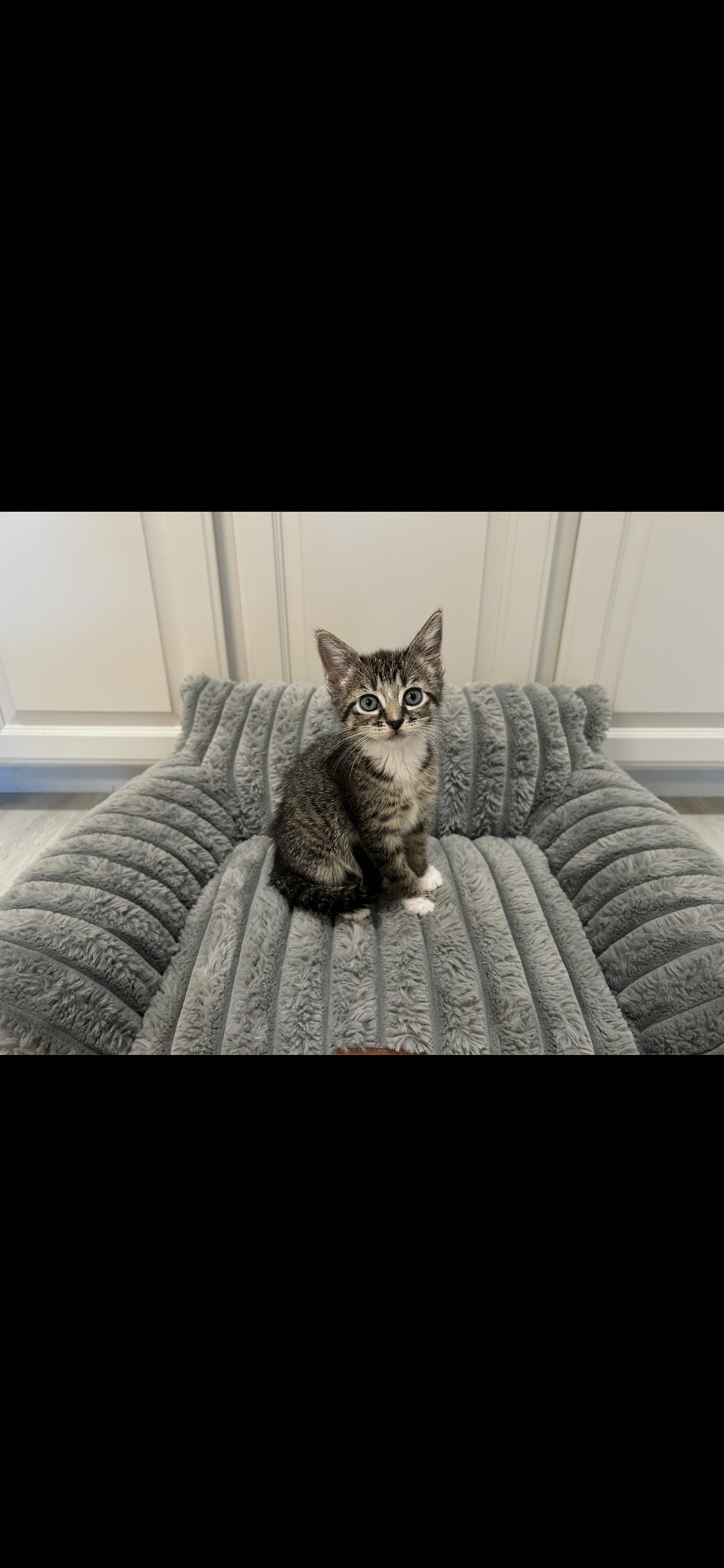 Cookie, adopted, Kitten Male Domestic Short Hair.