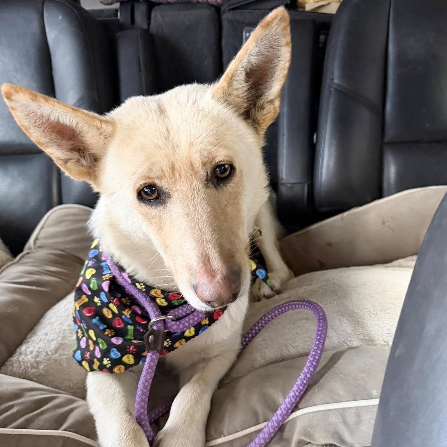 MAIZEY- Needs a foster/forever home!