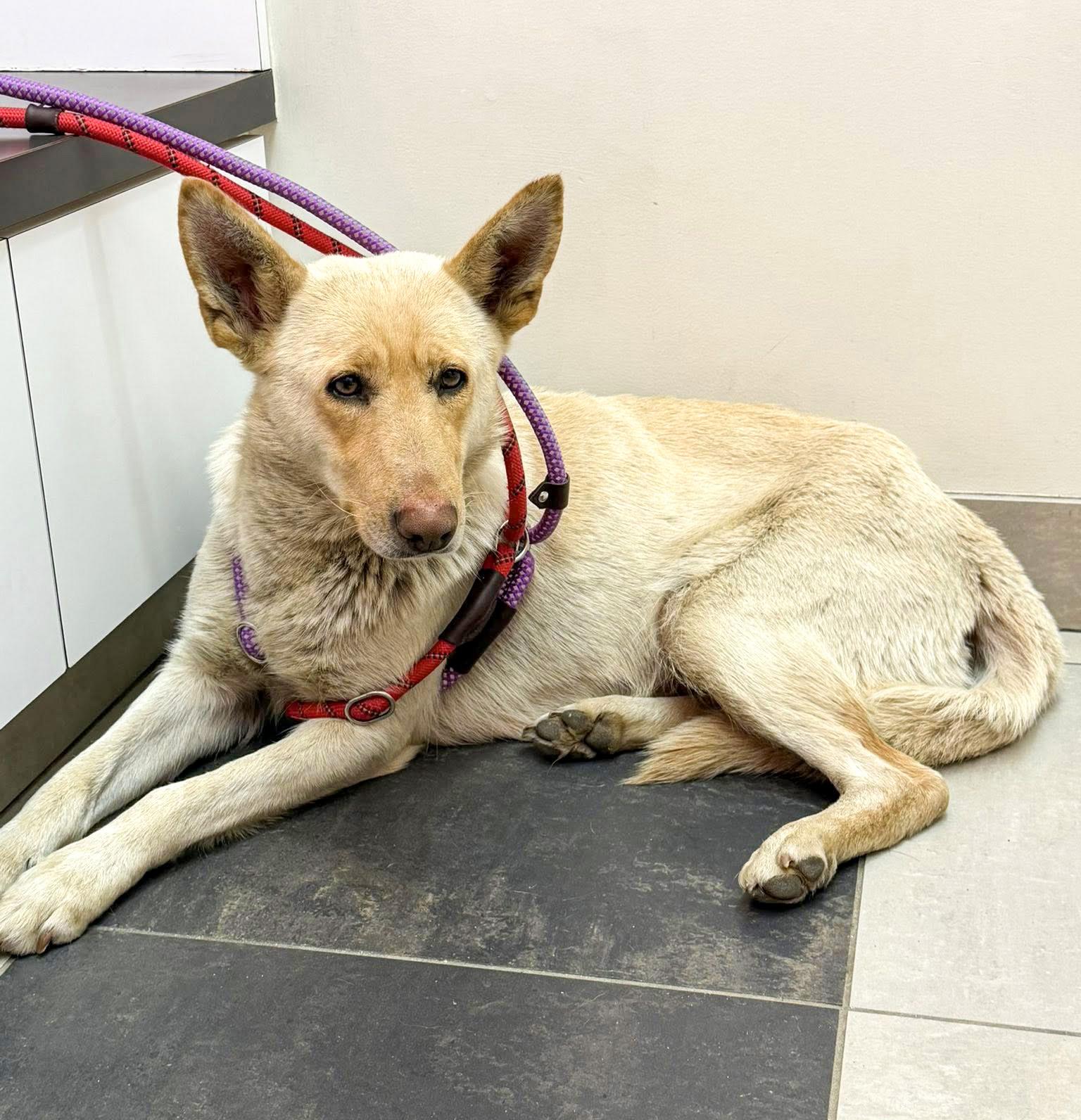 MAIZEY- Needs a foster/forever home! — thumbnail 2