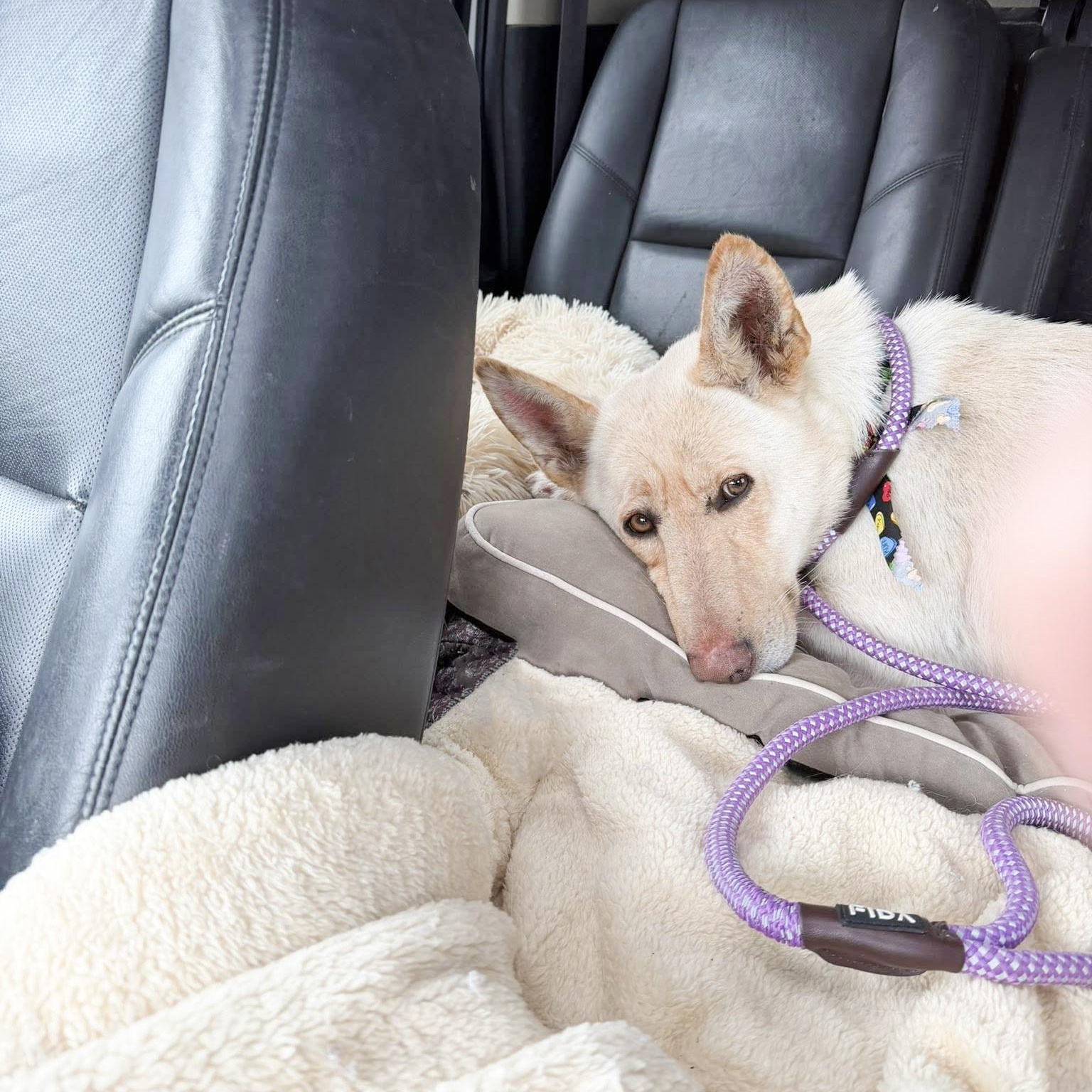 MAIZEY- Needs a foster/forever home! — thumbnail 3