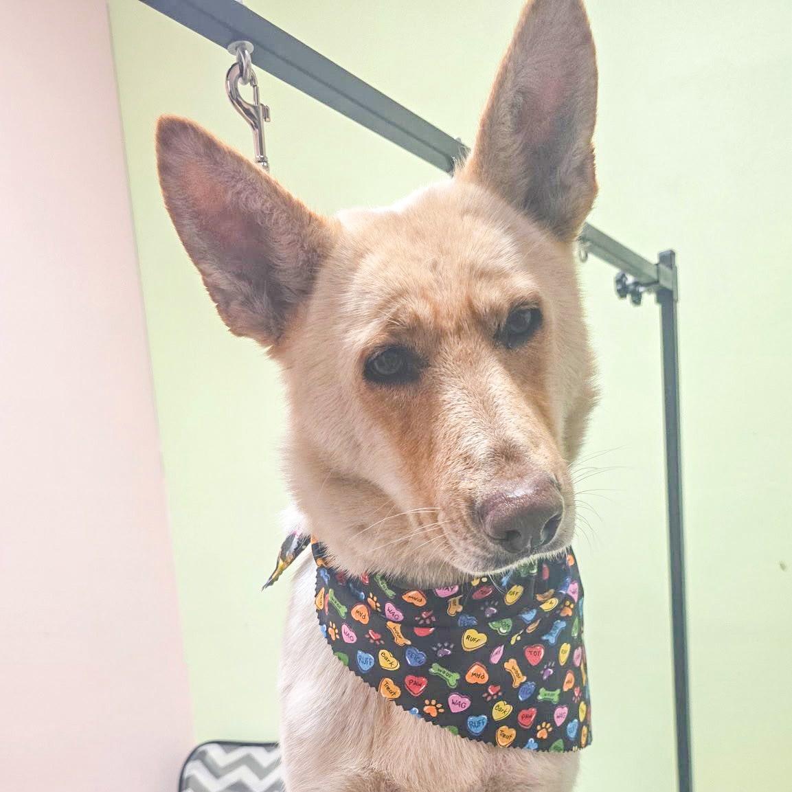 MAIZEY- Needs a foster/forever home! — thumbnail 4