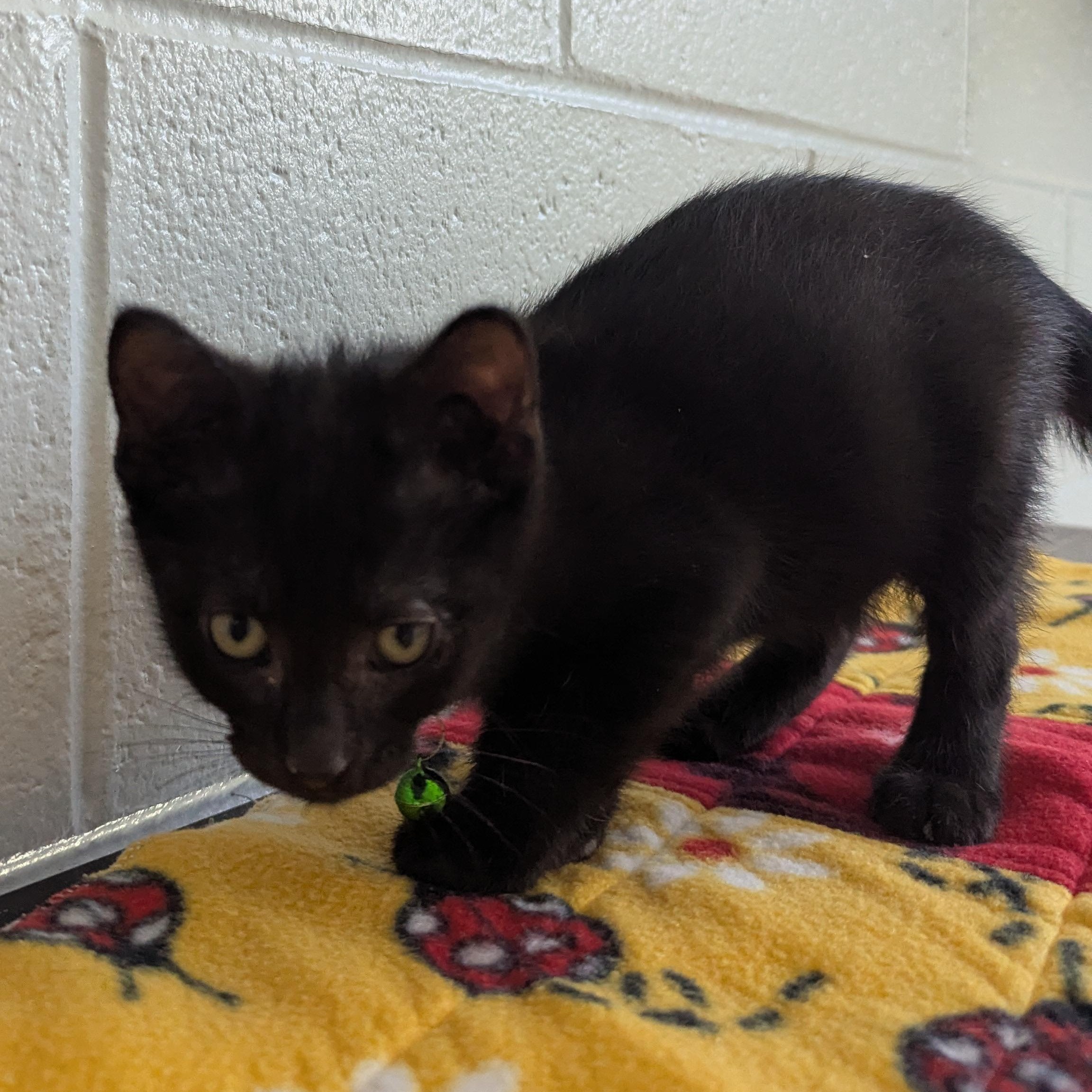Enlarge Shady, a Adoptable Domestic Short Hair in Stafford, VA image 2/2