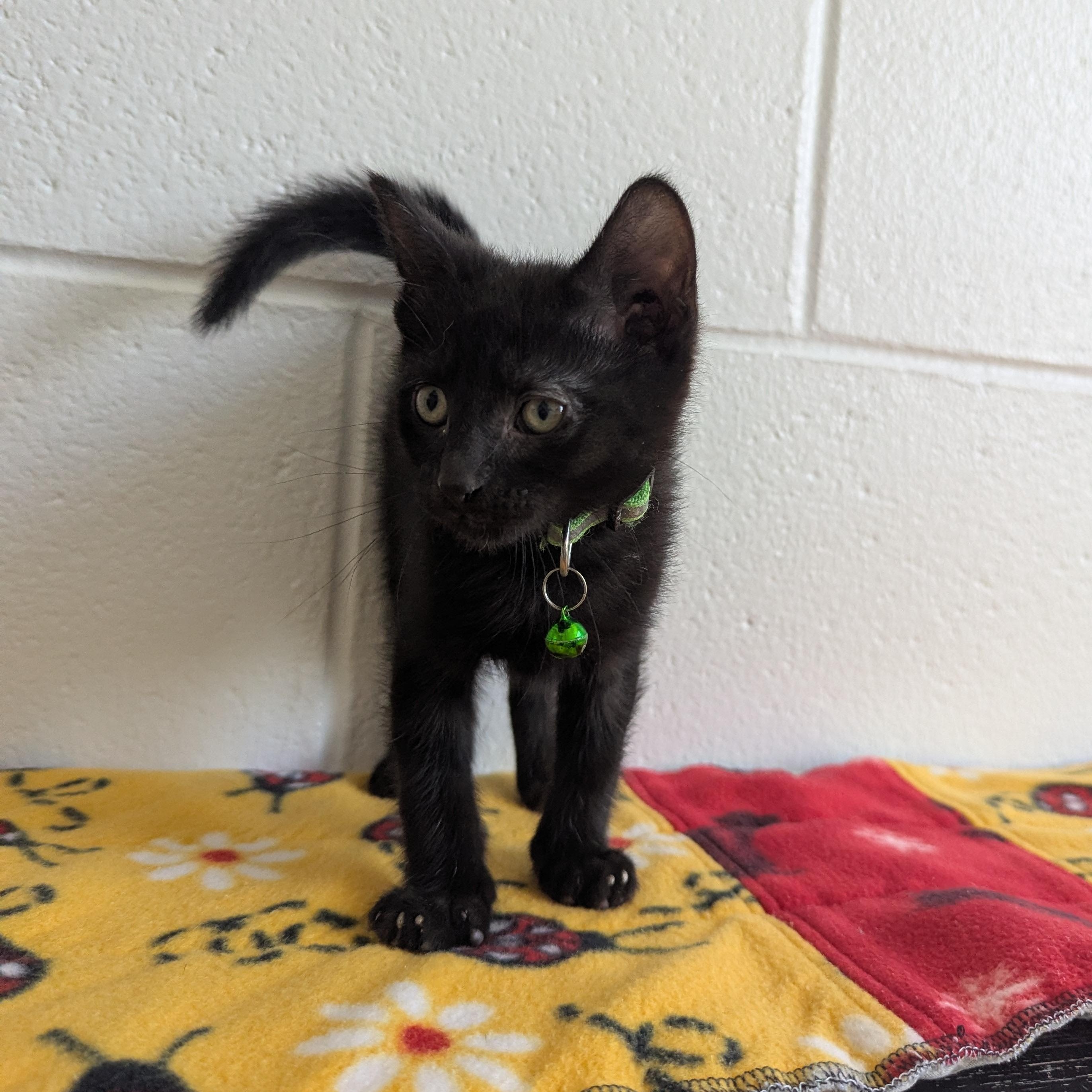Shady, Adoptable, Kitten Male Domestic Short Hair.