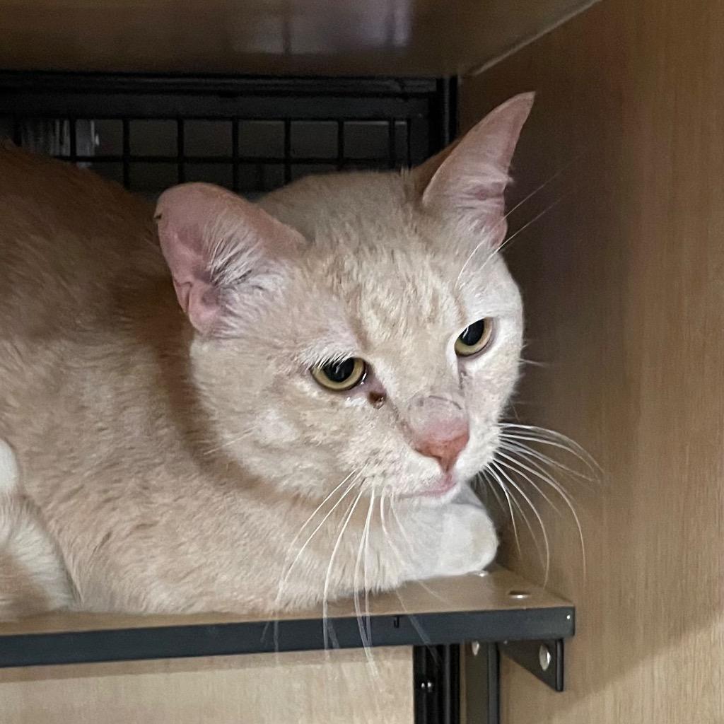 Marcus, Adoptable, Young Male Domestic Short Hair.