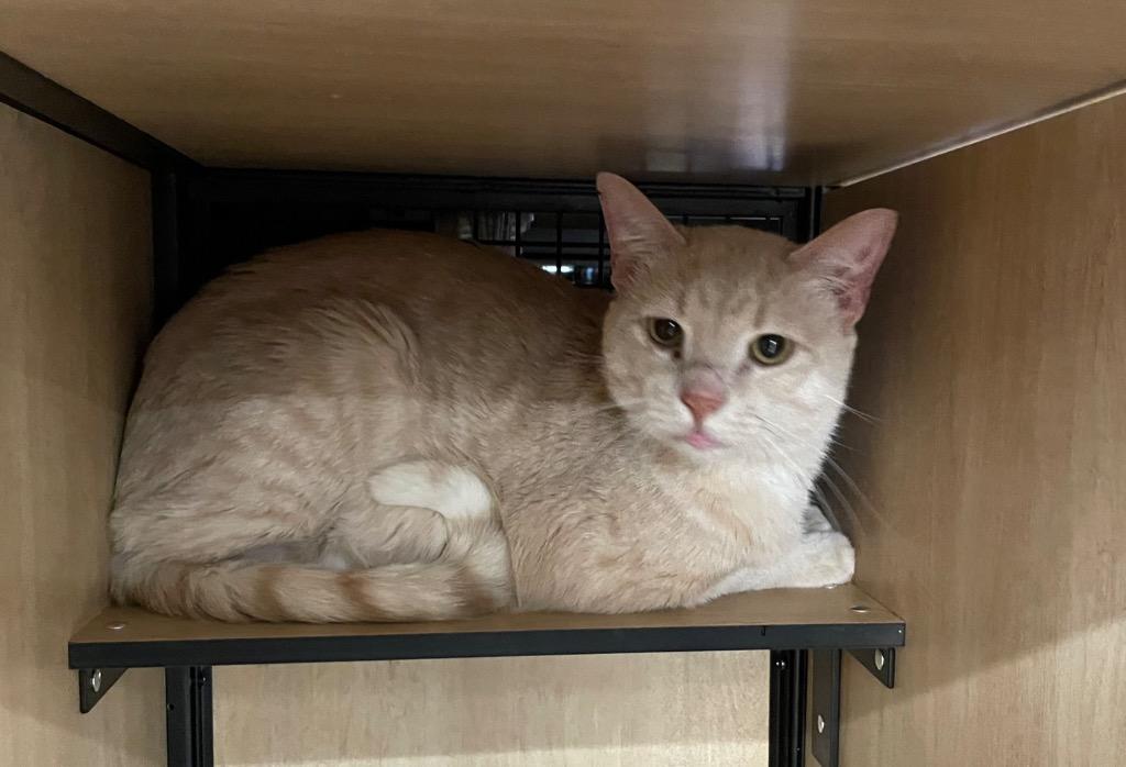 Enlarge Marcus, a Adoptable mixed breed in New York, NY image 2/3