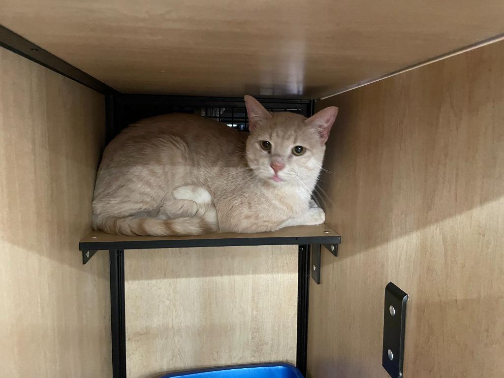 Enlarge Marcus, a Adoptable mixed breed in New York, NY image 3/3