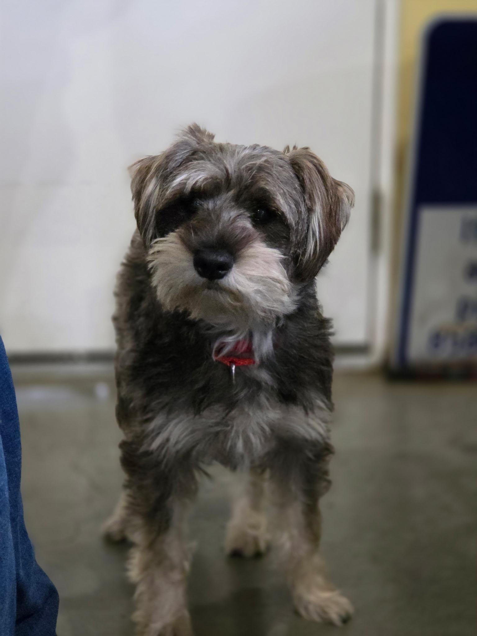 Alvin, adopted, Young Male Miniature Schnauzer & Terrier.