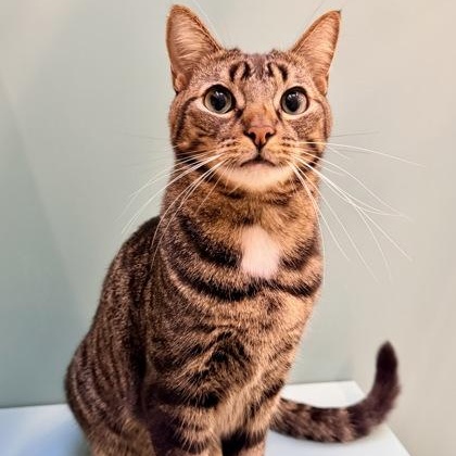 Leonardo, ADOPTABLE, Adult Male Domestic Short Hair.