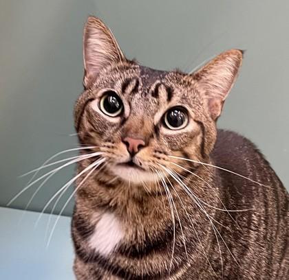 Leonardo, ADOPTABLE, Adult Male Domestic Short Hair.