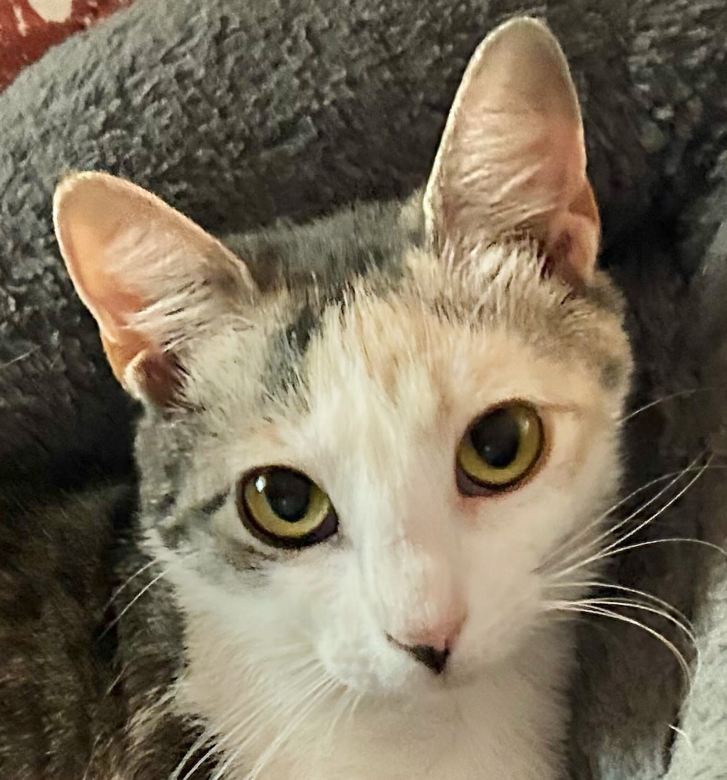 Sylvie, Adoptable, Young Female Domestic Short Hair.