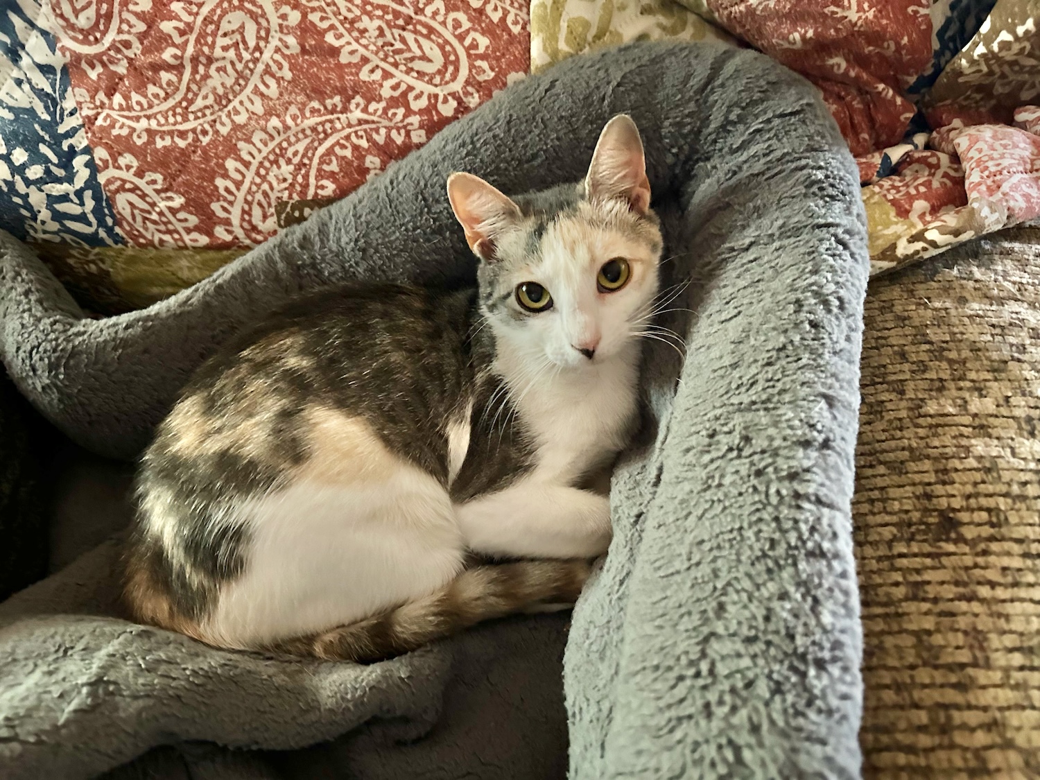 Sylvie, a Adoptable Domestic Short Hair in Smithfield, NC image 2/3