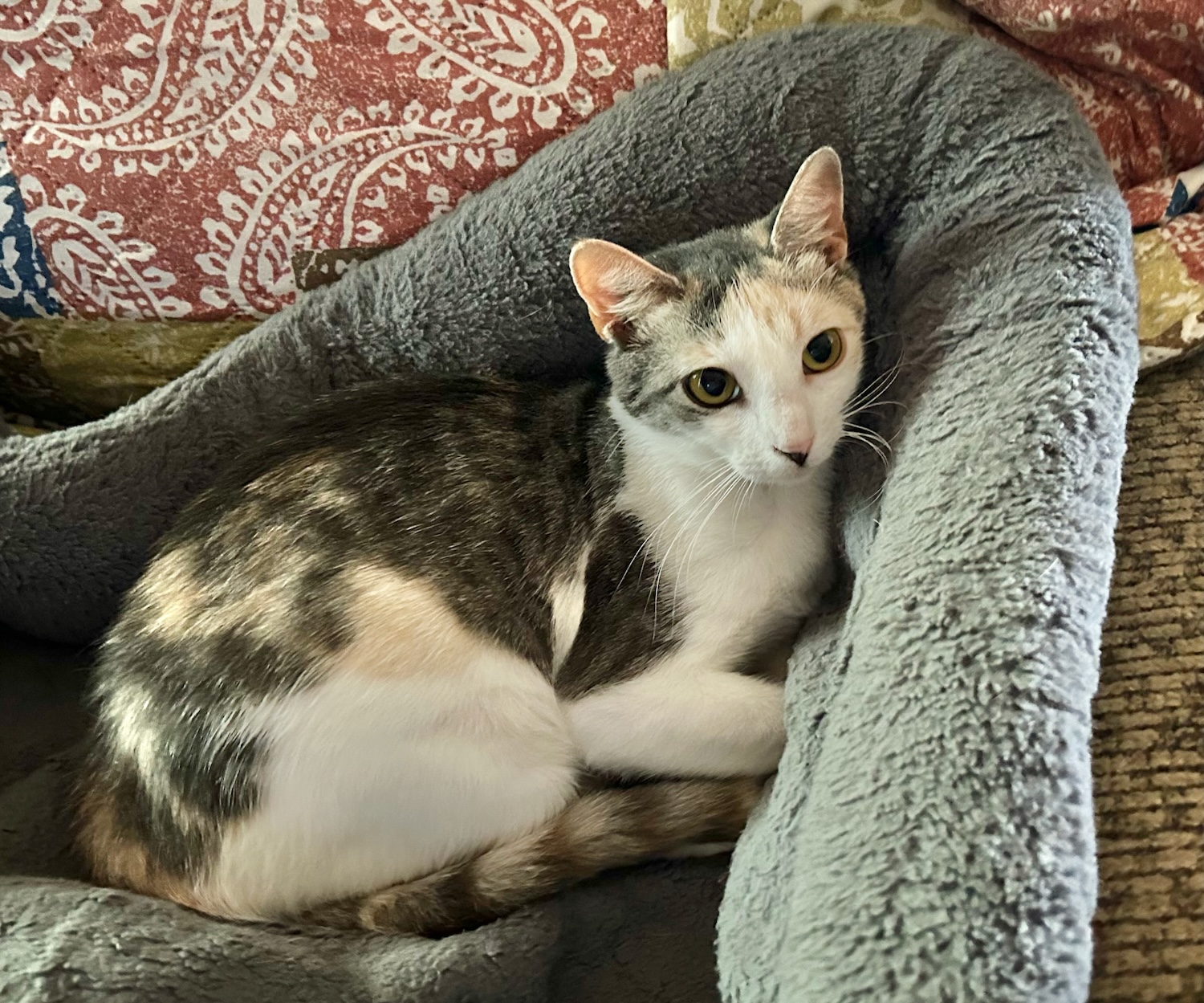 Sylvie, a Adoptable Domestic Short Hair in Smithfield, NC image 3/3