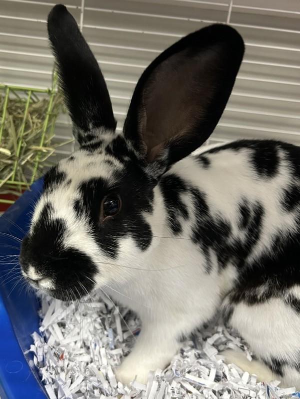 Thumper, Adoptable, Young Male English Spot.