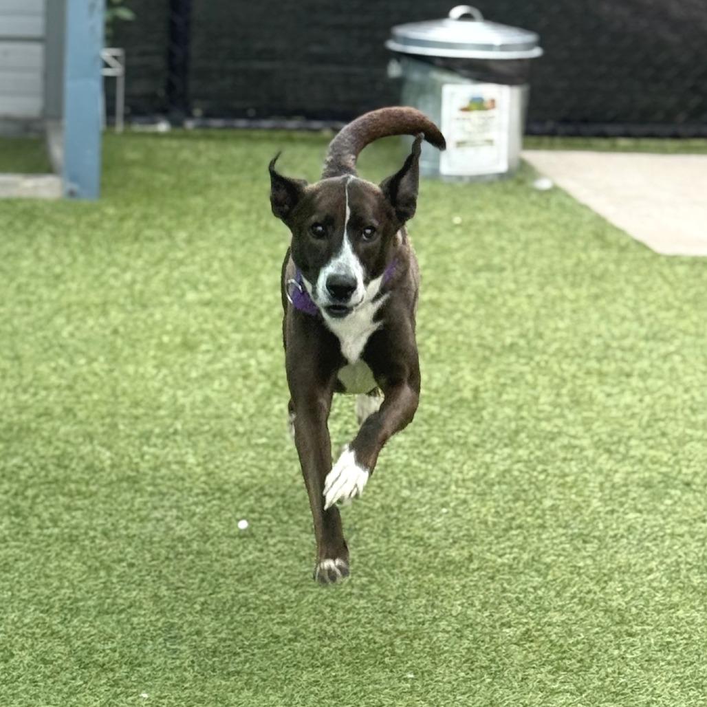 Cainin, Adoptable, Senior Male Mixed Breed.
