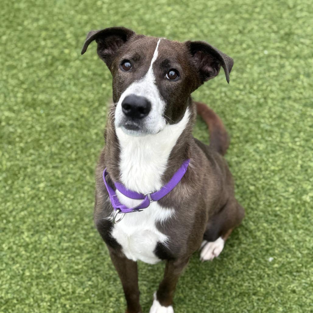 Enlarge Cainin, a Adoptable Mixed Breed in Pittsburgh, PA image 2/6