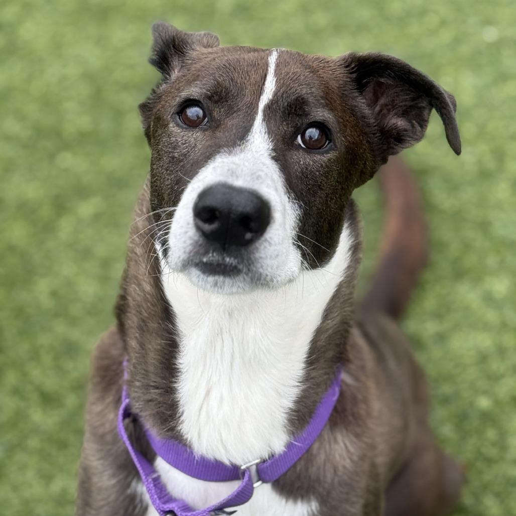 Enlarge Cainin, a Adoptable Mixed Breed in Pittsburgh, PA image 3/6