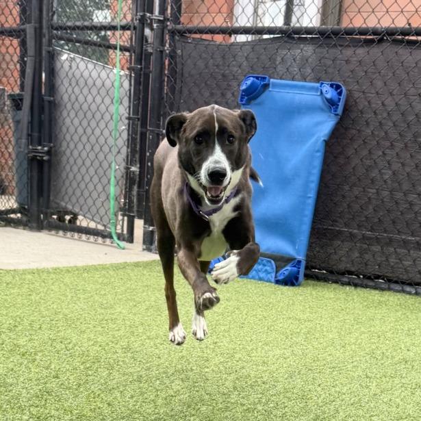Enlarge Cainin, a Adoptable Mixed Breed in Pittsburgh, PA image 4/6