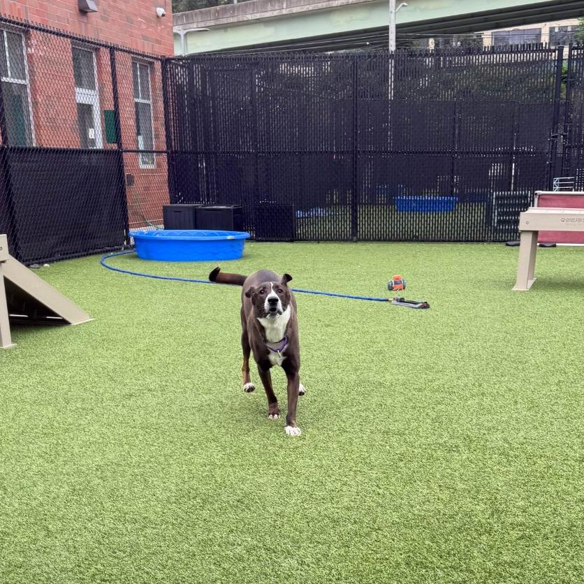 Enlarge Cainin, a Adoptable Mixed Breed in Pittsburgh, PA image 5/6