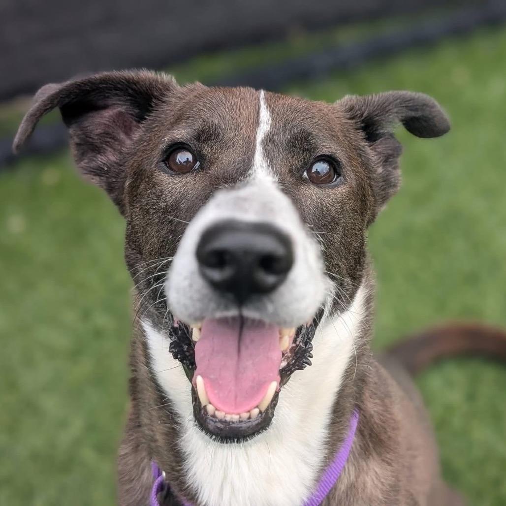 Enlarge Cainin, a Adoptable Mixed Breed in Pittsburgh, PA image 6/6
